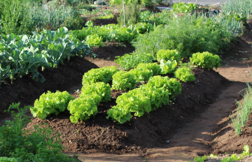 Bea hortalizas varias